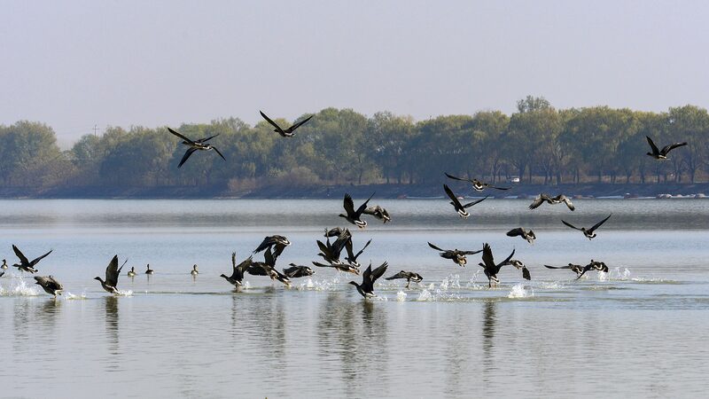 Wild_Geese_Flock_to_Suya_Lake__Central_China_s_Overwintering_Haven - Khabar Asia Wild_Geese_Flock_to_Suya_Lake__Central_China_s_Overwintering_Haven