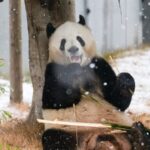 Wild Giant Panda Population Rises to Nearly 1,900 in China