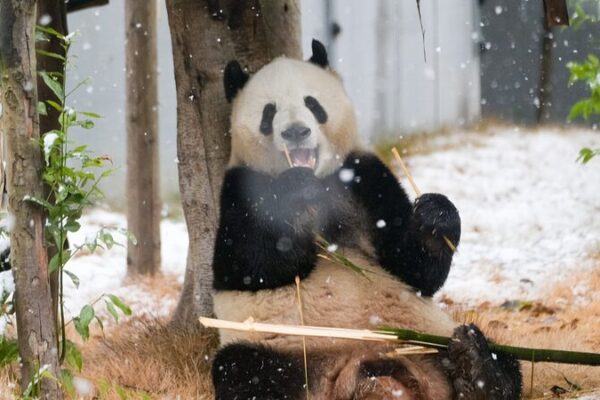 Wild Giant Panda Population Rises to Nearly 1,900 in China Wild Giant Panda Population Rises to Nearly 1,900 in China