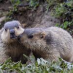 Wild Himalayan Marmots Charm Visitors in Ganzi's Moshi Park