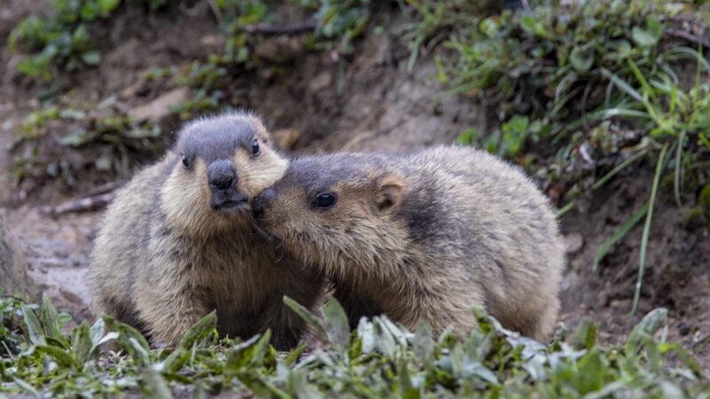 Wild_Himalayan_Marmots_Charm_Visitors_in_Ganzis_Moshi_Park - Khabar Asia Wild Himalayan Marmots Charm Visitors in Ganzi's Moshi Park