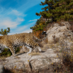 Wild Leopards Thrive in Northern China's Taihang Mountains