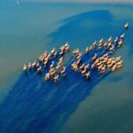 Wild_Milu_Deer_Thrive_in_Tiaozini_Wetland_Park_s_Eco_Friendly_Transformation