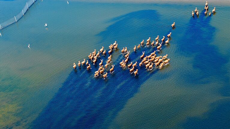 Wild_Milu_Deer_Thrive_in_Tiaozini_Wetland_Park_s_Eco_Friendly_Transformation - Khabar Asia Wild_Milu_Deer_Thrive_in_Tiaozini_Wetland_Park_s_Eco_Friendly_Transformation