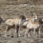 Wild Tibetan Argali Spotted Again in Sichuan's Shiqu County video poster