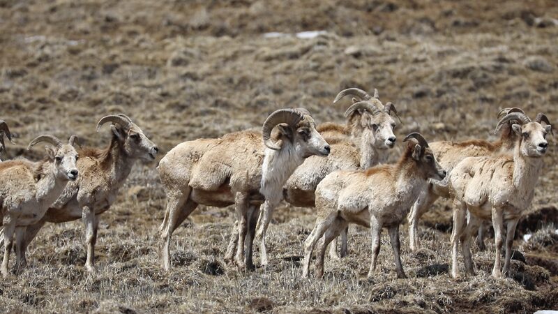 Wild_Tibetan_Argali_Spotted_Again_in_Sichuans_Shiqu_County_poster - Khabar Asia Wild Tibetan Argali Spotted Again in Sichuan's Shiqu County video poster