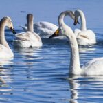 Wild_Whooper_Swans_Spotted_Breeding_in_Xinjiang_s_Manas_National_Wetland_Park video poster