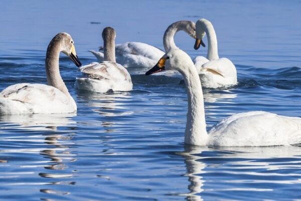 Wild Whooper Swans Spotted Breeding in Xinjiang’s Manas National Wetland Park Wild_Whooper_Swans_Spotted_Breeding_in_Xinjiang_s_Manas_National_Wetland_Park video poster