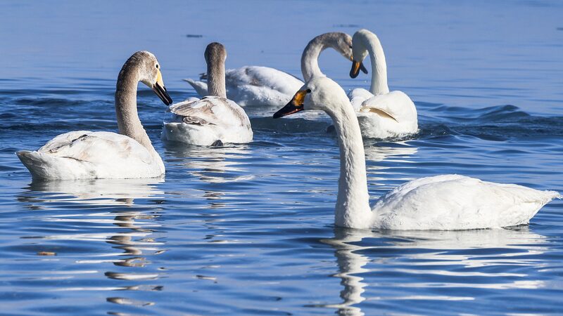 Wild_Whooper_Swans_Spotted_Breeding_in_Xinjiang_s_Manas_National_Wetland_Park video poster