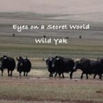 Wild_Yaks_Roam_Free_in_Chinas_Xinjiang_Altun_Mountains_poster - Khabar Asia Wild Yaks Roam Free in China's Xinjiang Altun Mountains video poster