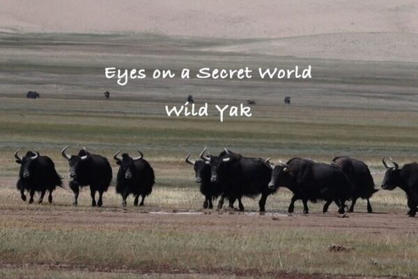Wild Yaks Roam Free in China’s Xinjiang Altun Mountains Wild Yaks Roam Free in China's Xinjiang Altun Mountains video poster