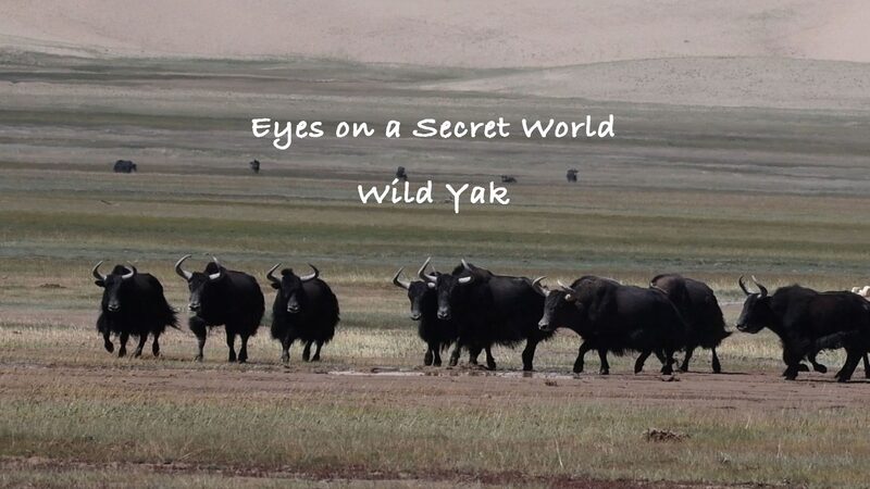 Wild_Yaks_Roam_Free_in_Chinas_Xinjiang_Altun_Mountains_poster - Khabar Asia Wild Yaks Roam Free in China's Xinjiang Altun Mountains video poster