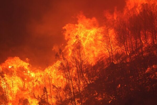 Wildfire in Izmir Forces Hundreds to Evacuate as Flames Reach Homes Wildfire_in_Izmir_Forces_Hundreds_to_Evacuate_as_Flames_Reach_Homes