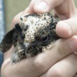 Wildfires_Ravage_Sao_Paulo__Wildlife_Rescue_Centers_Struggle_Amid_Crisis video poster