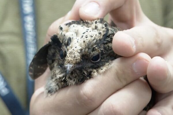 Wildfires_Ravage_Sao_Paulo__Wildlife_Rescue_Centers_Struggle_Amid_Crisis video poster