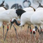 Wildlife_Flourishes_in_Winter_at_Jiangsu_Yancheng_Wetlands