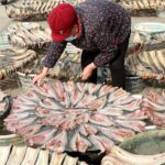 Winter Fish Harvest Brings Bounty to Lianyungang Fishermen
