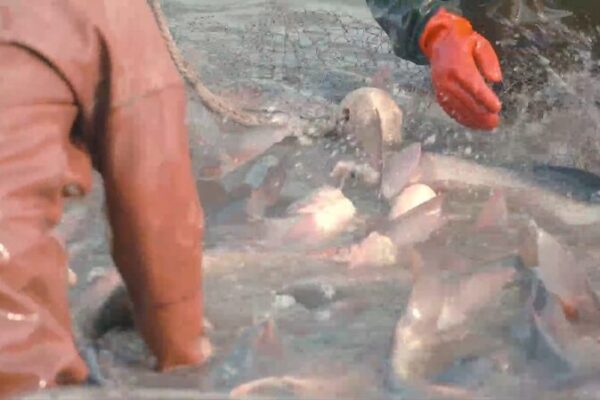 Winter Fishing Tradition Thrives on China’s Biliu River Ahead of New Year Winter Fishing Tradition Thrives on China's Biliu River Ahead of New Year video poster