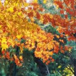 Winter Radiance: Beijing's Zhongshan Park Ablaze with Color