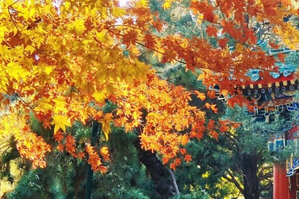 Winter_Radiance_Beijings_Zhongshan_Park_Ablaze_with_Color - Khabar Asia Winter Radiance: Beijing's Zhongshan Park Ablaze with Color