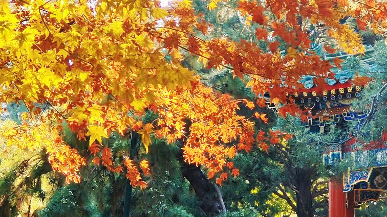 Winter_Radiance_Beijings_Zhongshan_Park_Ablaze_with_Color - Khabar Asia Winter Radiance: Beijing's Zhongshan Park Ablaze with Color
