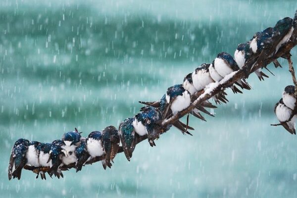Winter Warmth: How Asia’s Animals Show the Power of Unity Winter Warmth: How Asia's Animals Show the Power of Unity