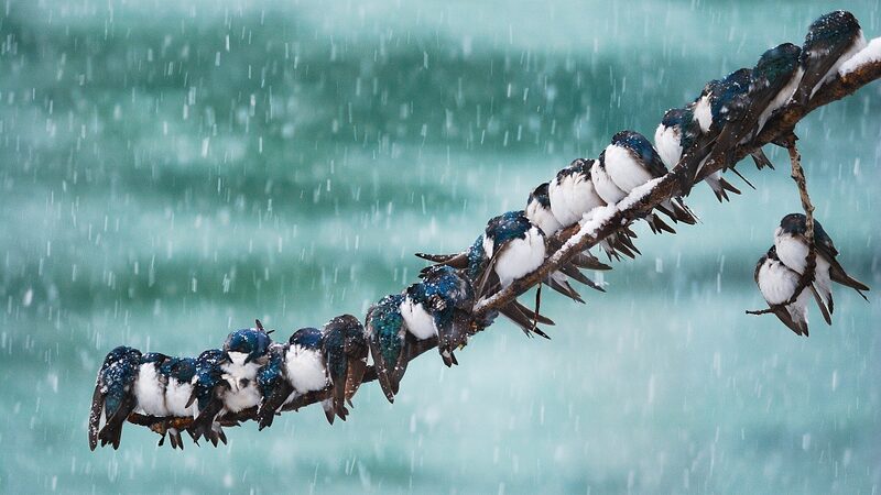 Winter Warmth: How Asia's Animals Show the Power of Unity