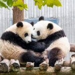 Winter_Warmth__Giant_Panda_Cubs_Share_Cozy_Cuddles_in_Sichuan_s_Wenchuan_Base