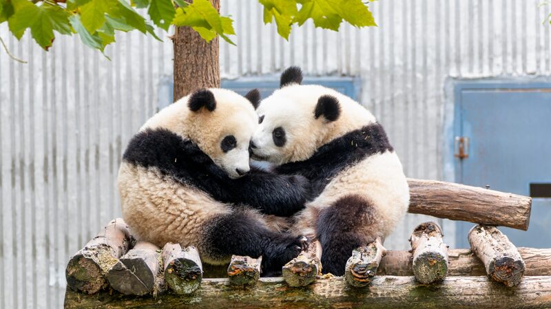 Winter_Warmth__Giant_Panda_Cubs_Share_Cozy_Cuddles_in_Sichuan_s_Wenchuan_Base