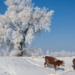 Winter Wonderland Emerges Along the Songhua River in Jilin City