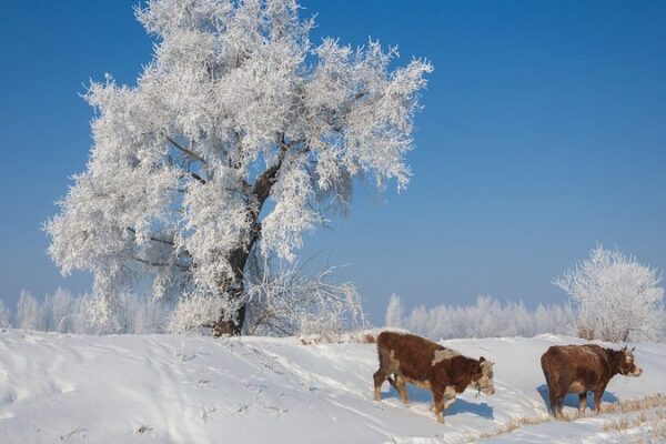Winter Wonderland Emerges Along the Songhua River in Jilin City Winter Wonderland Emerges Along the Songhua River in Jilin City