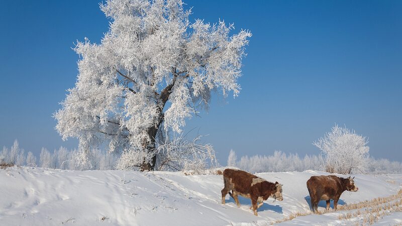 Winter Wonderland Emerges Along the Songhua River in Jilin City