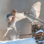 Winter Wonderland: Forest Birds Frolic in Snowy Heilongjiang Farm
