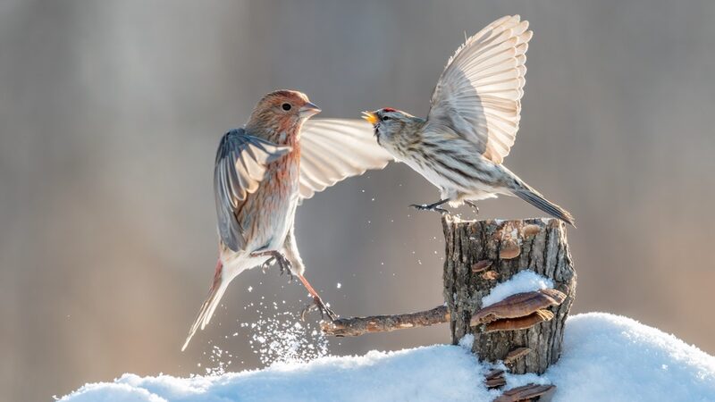 Winter Wonderland: Forest Birds Frolic in Snowy Heilongjiang Farm