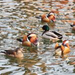 Winter Wonderland: Waterfowl Bring Beihai Park to Life Amid Beijing's Freeze