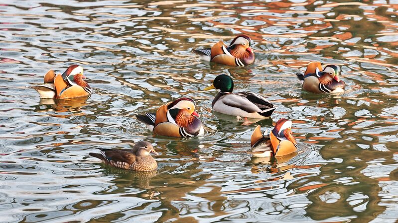 Winter_Wonderland_Waterfowl_Bring_Beihai_Park_to_Life_Amid_Beijings_Freeze - Khabar Asia Winter Wonderland: Waterfowl Bring Beihai Park to Life Amid Beijing's Freeze