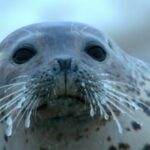 Winter Wonders: Cuddly Spotted Seal Pups Delight in China's Liaodong Bay video poster