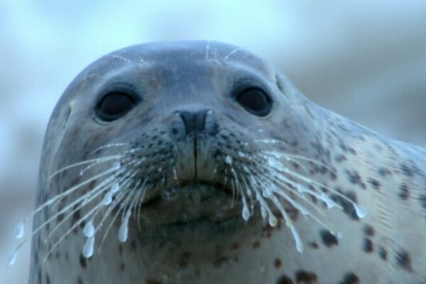 Winter Wonders: Cuddly Spotted Seal Pups Delight in China's Liaodong Bay video poster