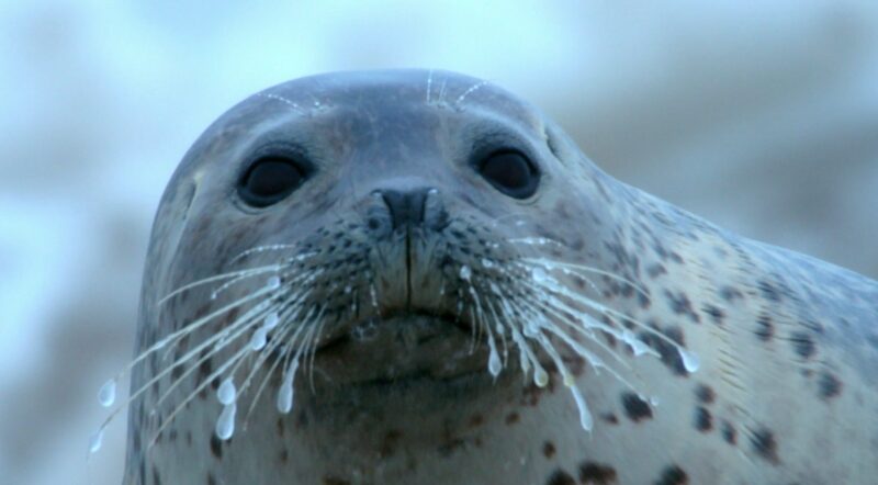 Winter Wonders: Cuddly Spotted Seal Pups Delight in China's Liaodong Bay video poster