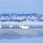Winter Wonders at Sayram Lake: Xinjiang's Snow-Covered Paradise video poster