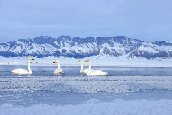 Winter Wonders at Sayram Lake: Xinjiang's Snow-Covered Paradise video poster