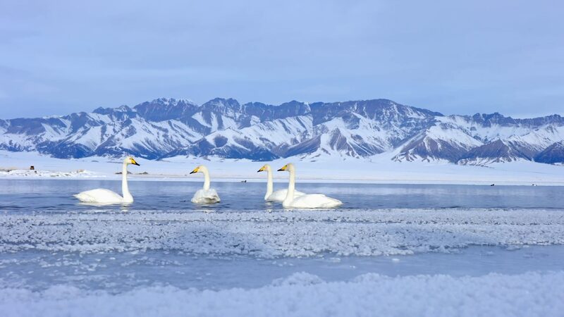Winter_Wonders_at_Sayram_Lake_Xinjiangs_Snow-Covered_Paradise_poster - Khabar Asia Winter Wonders at Sayram Lake: Xinjiang's Snow-Covered Paradise video poster
