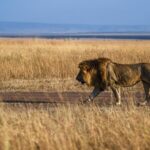 Witness the Spectacle: The Great Migration 2023 in Kenya's Masai Mara video poster