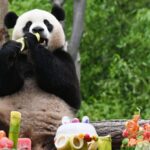 Wolong_s_Giant_Pandas_Celebrate_Joyful_Birthday_Season - Khabar Asia Wolong_s_Giant_Pandas_Celebrate_Joyful_Birthday_Season