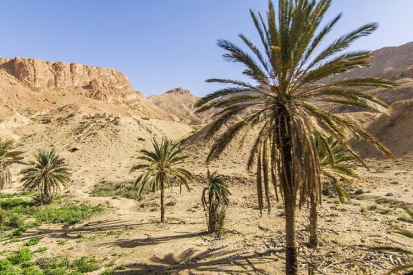 World Bank Pledges Support to Tunisia on Water Scarcity and Climate Change