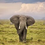 World Elephant Day Highlights Urgent Need to Protect Asian and African Elephants video poster