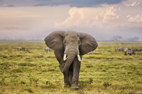 World Elephant Day Highlights Urgent Need to Protect Asian and African Elephants World Elephant Day Highlights Urgent Need to Protect Asian and African Elephants video poster