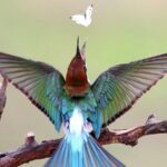 World_Migratory_Bird_Day_Highlights_Alarming_Insect_Decline_Impacting_Migratory_Birds