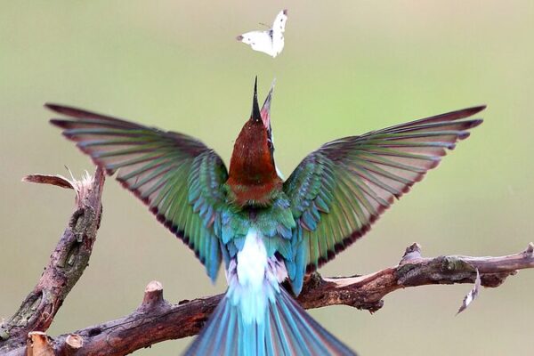 World Migratory Bird Day Highlights Alarming Insect Decline Impacting Migratory Birds World_Migratory_Bird_Day_Highlights_Alarming_Insect_Decline_Impacting_Migratory_Birds