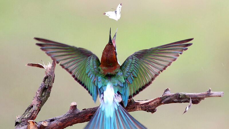 World_Migratory_Bird_Day_Highlights_Alarming_Insect_Decline_Impacting_Migratory_Birds - Khabar Asia World_Migratory_Bird_Day_Highlights_Alarming_Insect_Decline_Impacting_Migratory_Birds